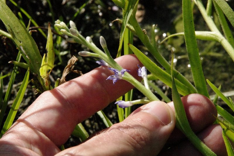 Heteranthera mexicana, photographed by Eric Knight