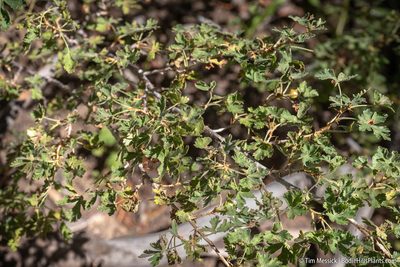 Ribes montigenum, photographed by Tim Messick