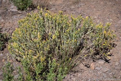 Ericameria discoidea, photographed by Tim Messick