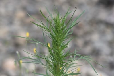 Artemisia biennis, photographed by Braden J. Judson