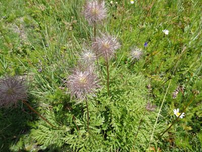 Pulsatilla alpina, photographed by Thomas Koffel