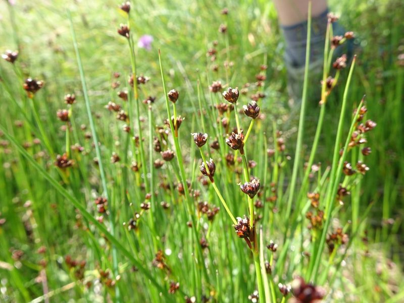 Juncus alpinoarticulatus, photographed by Thomas Koffel
