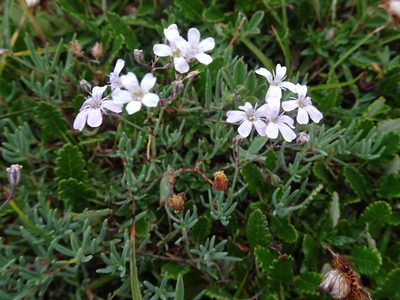 Gypsophila repens, photographed by Thomas Koffel