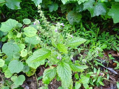 Teucrium viscidum, photographed by Toby Y