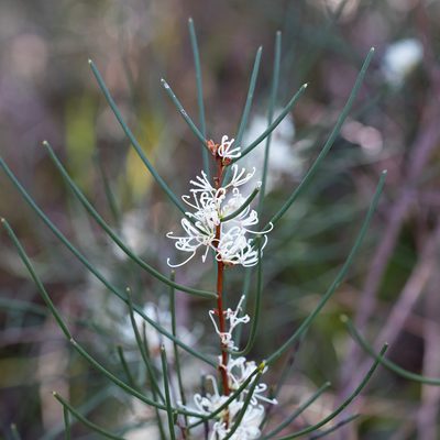 Hakea rostrata, photographed by Kym Nicolson