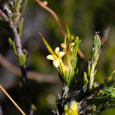 Adenanthos terminalis, photographed by Kym Nicolson