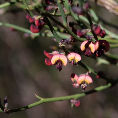 Daviesia brevifolia, photographed by Kym Nicolson