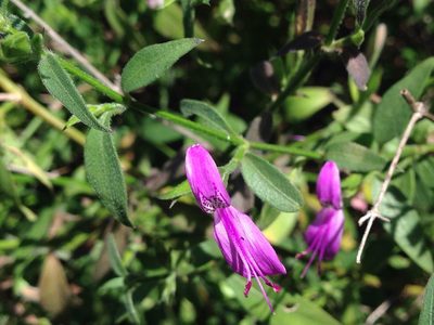 Dicliptera eenii, photographed by Tam