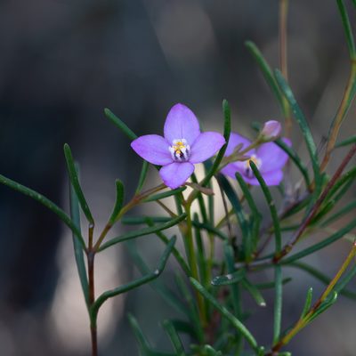 Boronia filifolia, photographed by Kym Nicolson
