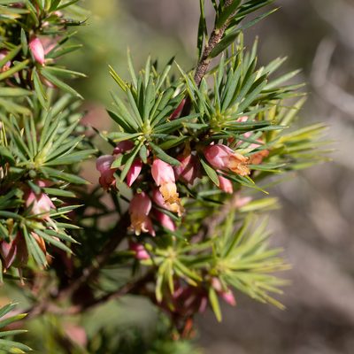 Brachyloma ericoides, photographed by Kym Nicolson
