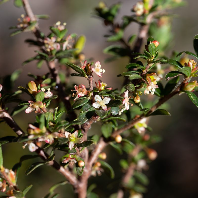 Micrantheum demissum, photographed by Kym Nicolson