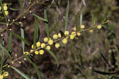 Acacia verniciflua, photographed by Kym Nicolson