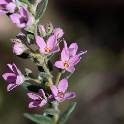 Zieria veronicea, photographed by Kym Nicolson