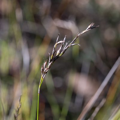 Lepidosperma semiteres, photographed by Kym Nicolson
