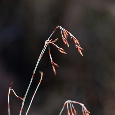 Hypolaena fastigiata, photographed by Kym Nicolson