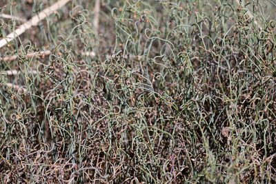 Lepidobolus drapetocoleus, photographed by Kym Nicolson