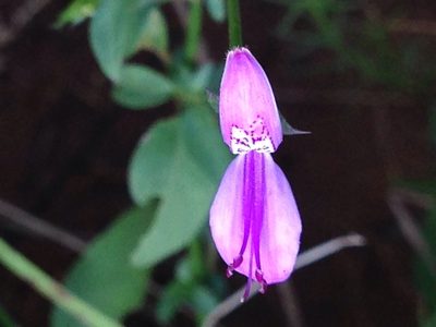 Dicliptera eenii, photographed by Tam