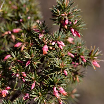 Brachyloma ericoides, photographed by Kym Nicolson