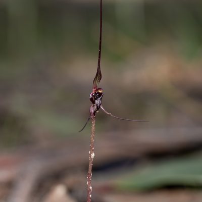 Acianthus caudatus, photographed by Kym Nicolson