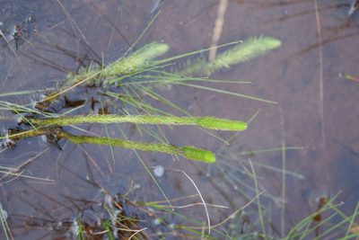 Lycopodiella alopecuroides, photographed by Bonnie Semmling