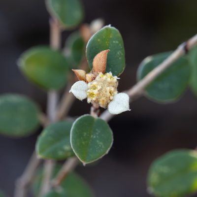 Spyridium thymifolium, photographed by Kym Nicolson