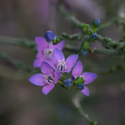 Cyanothamnus coerulescens, photographed by Kym Nicolson