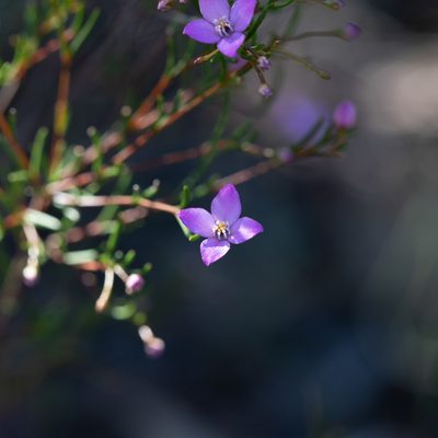 Boronia filifolia, photographed by Kym Nicolson