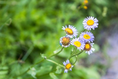 Erigeron glacialis, photographed by Melissa McMasters
