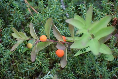 Geocaulon lividum, photographed by Syd Cannings