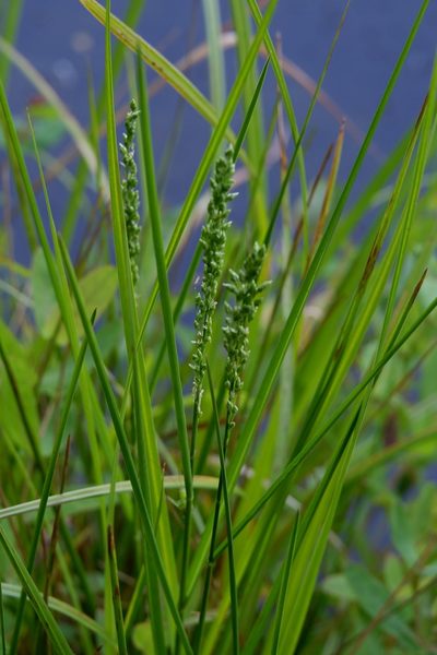 Glyceria obtusa, photographed by Bonnie Semmling