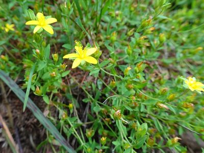 Hypericum humifusum, photographed by Thomas Koffel