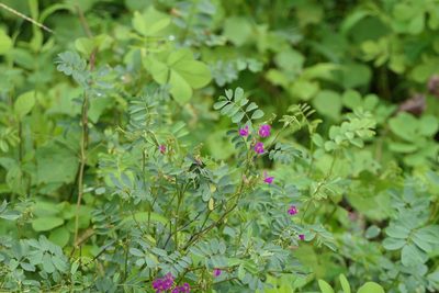 Tephrosia purpurea, photographed by Dinesh Valke