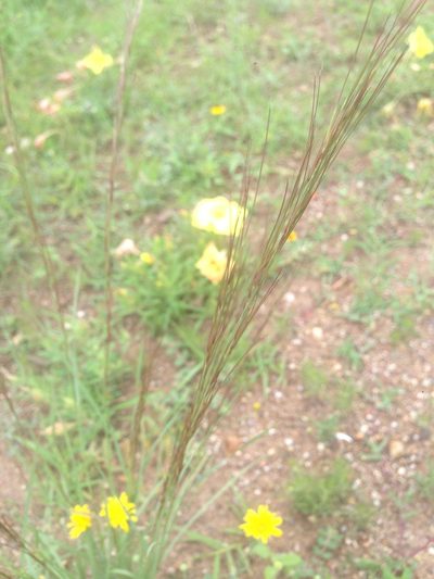 Aristida arizonica, photographed by Oscar C. González Martínez