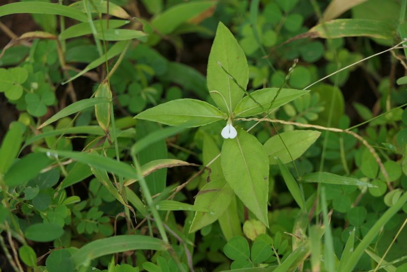 Impatiens minor, photographed by Dinesh Valke