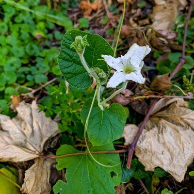 Lagenaria siceraria, photographed by wildflowerfever