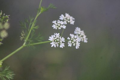 Coriandrum sativum, photographed by José Belem Hernández Díaz