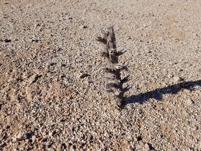 Orobanche cooperi, photographed by Bob Miller