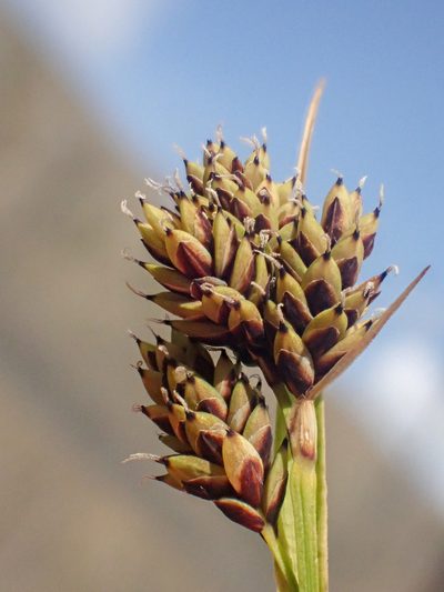 Carex atrosquama, photographed by Trevor Van Loon