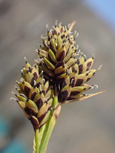 Carex atrosquama, photographed by Trevor Van Loon