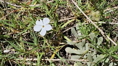 Phlox multiflora, photographed by Craig Martin