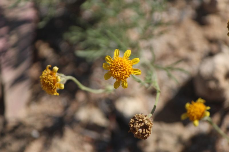 Picradeniopsis pringlei, photographed by José Belem Hernández Díaz