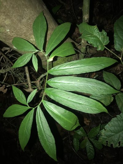 Xanthosoma helleborifolium, photographed by fern Wildtruth