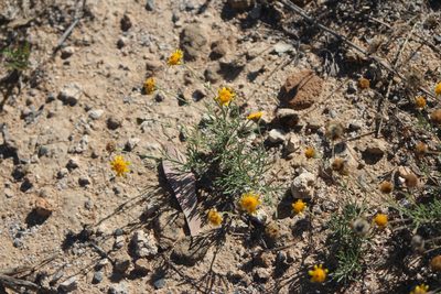 Picradeniopsis pringlei, photographed by José Belem Hernández Díaz