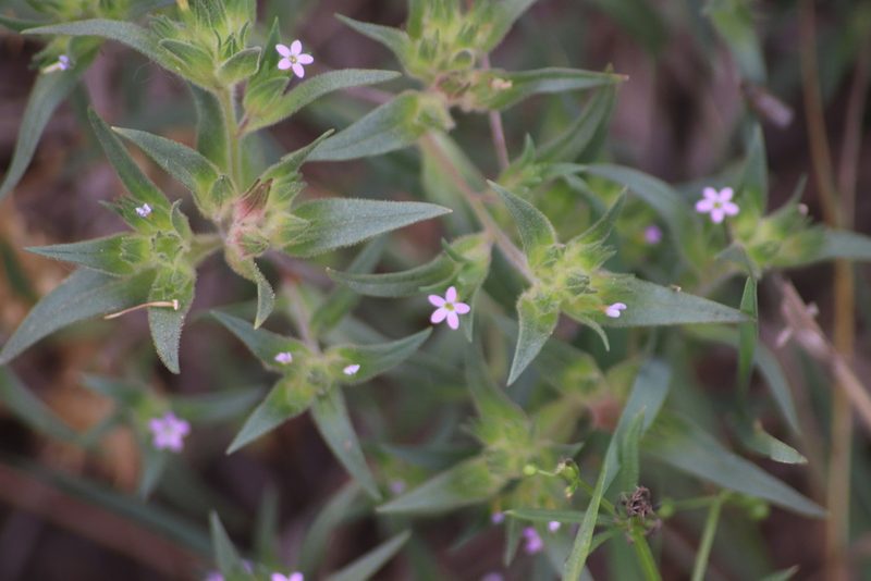 Collomia linearis, photographed by Sean Frey