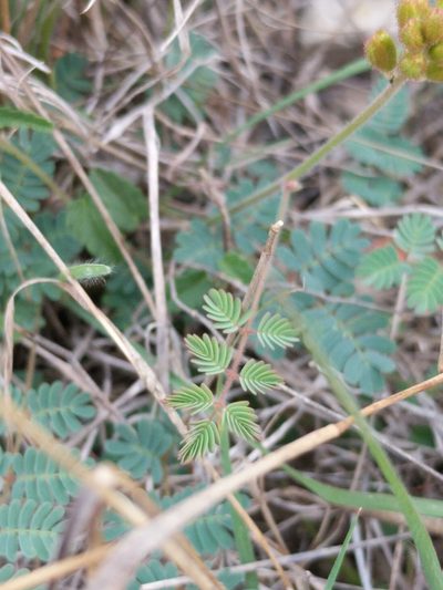 Hoffmannseggia oxycarpa, photographed by Alison Northup