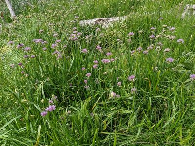 Allium validum, photographed by Kayla Sweeten