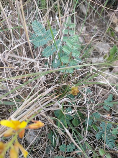 Hoffmannseggia oxycarpa, photographed by Alison Northup