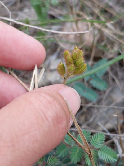 Hoffmannseggia oxycarpa, photographed by Alison Northup