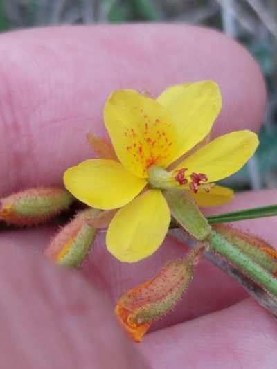Hoffmannseggia oxycarpa, photographed by Alison Northup
