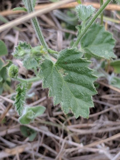 Tragia amblyodonta, photographed by Alison Northup